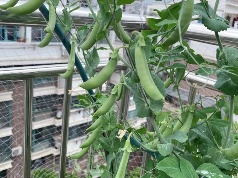 Comment La Fiscalité Des Dividendes Est-Elle Gérée Dans Un PEA