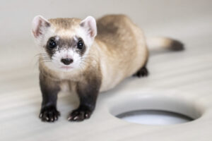 furet analysant des contrats dassurance auto