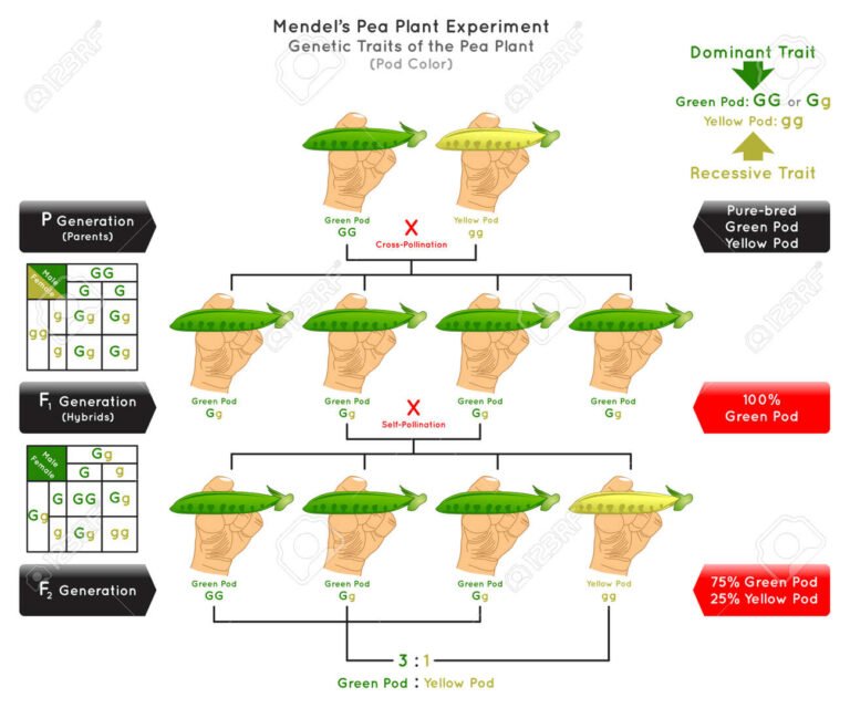 Pea Qu'est-Ce Que C'Est : À Quoi Sert Ce Terme En Informatique 19 illustration conceptuelle de pea en informatique
