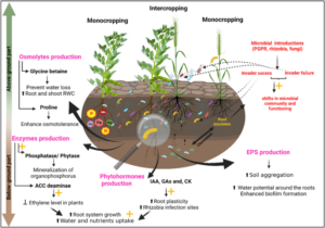 illustration schematique des prelevements sociaux pea